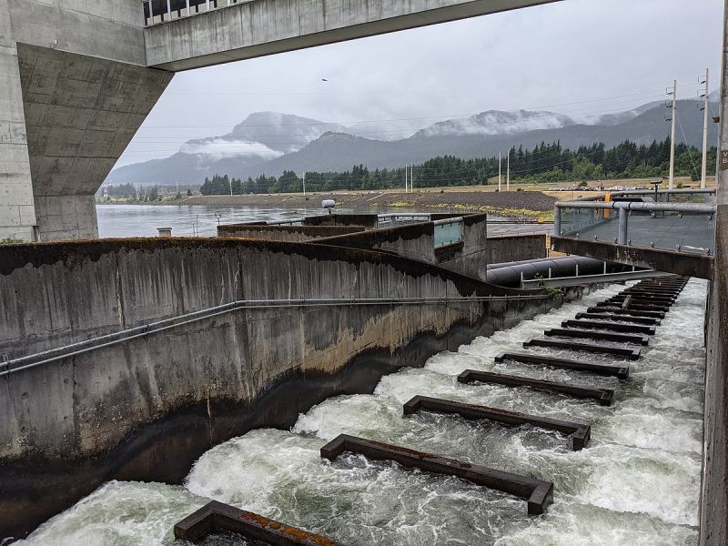 File:Fish Ladder at Bonneville Dam.jpg